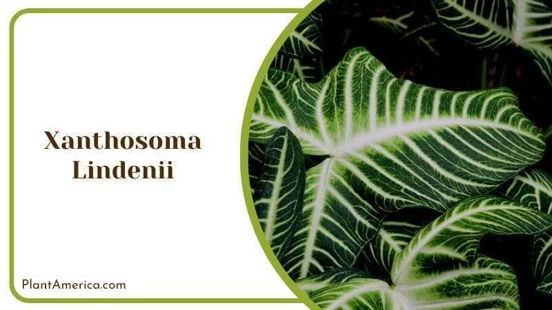 Xanthosoma Lindenii Columbian Plant Caladium lindenii PlantAmerica
