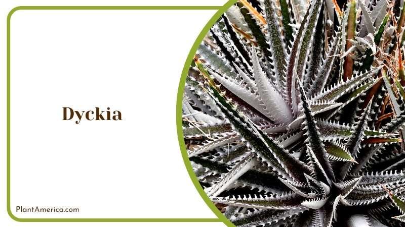 Xerographic Plant in the Garden Plant America 1