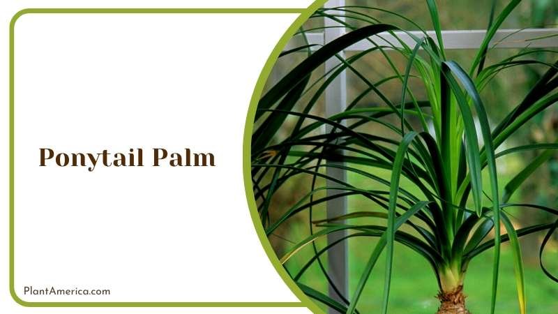 Xerographic Plant in the Garden Plant America