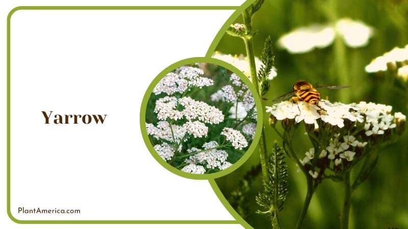 Yarrow Attracts Beneficial Insects Plant America Yarrow Attracts Beneficial Insects Plant America