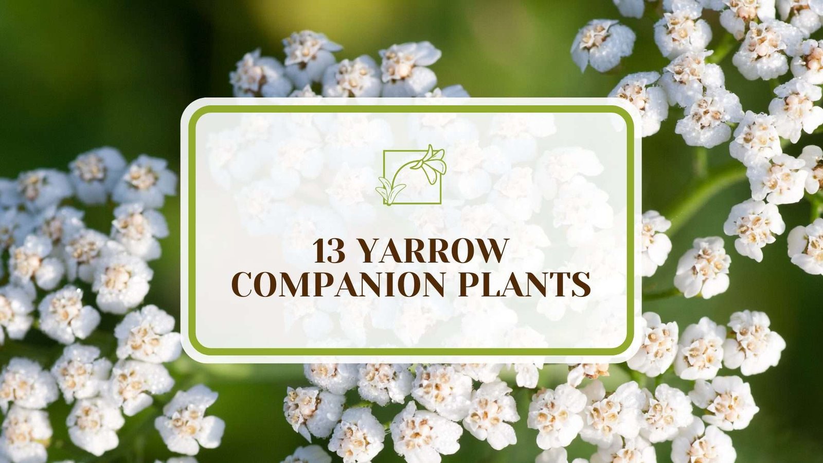 Yarrow Companion Plants PlantAmerica 13 Yarrow Companion Plants: New Additions to Your Garden