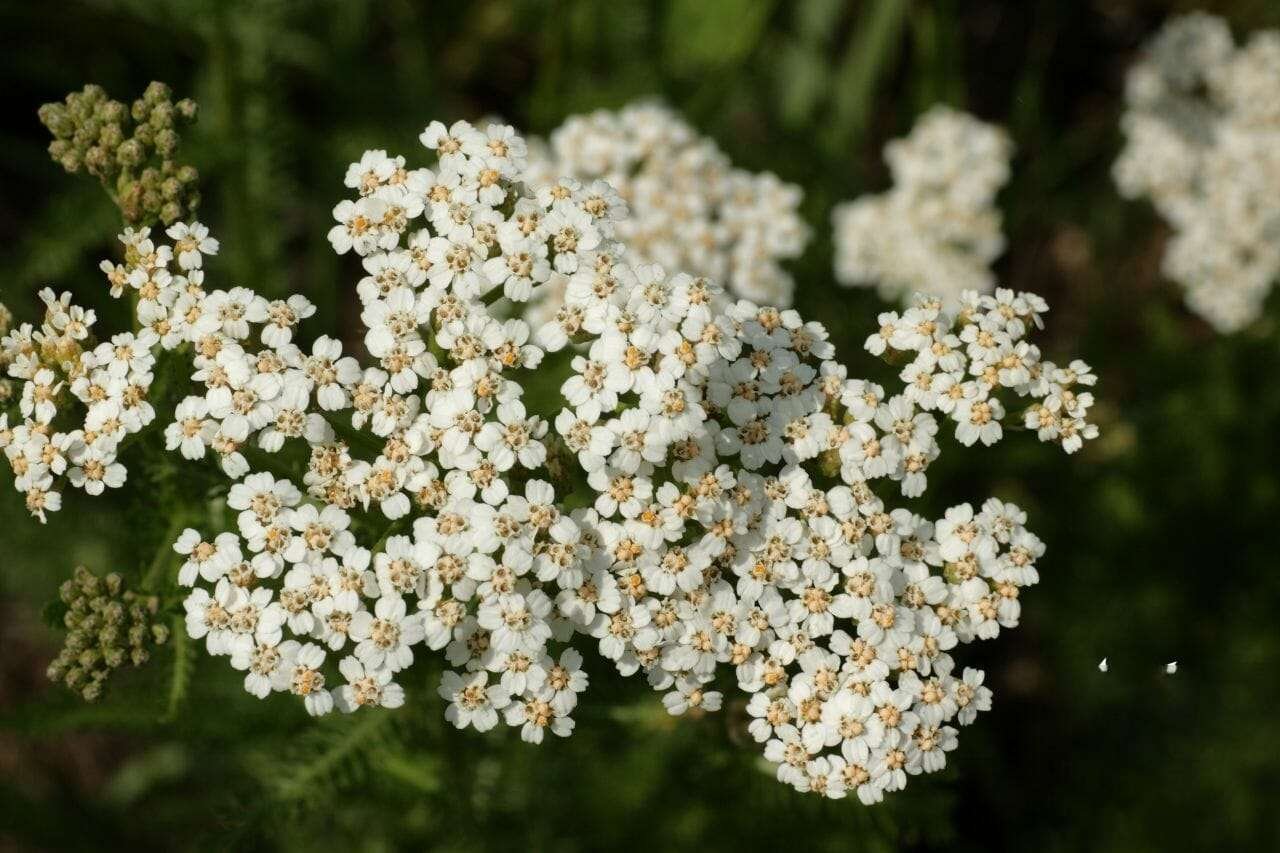 Yarrow Plant America