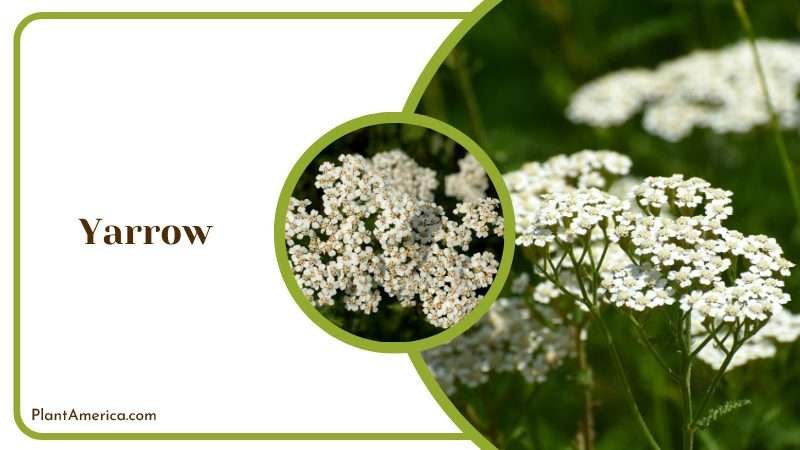 Yarrow Plants with White Flower Plant America