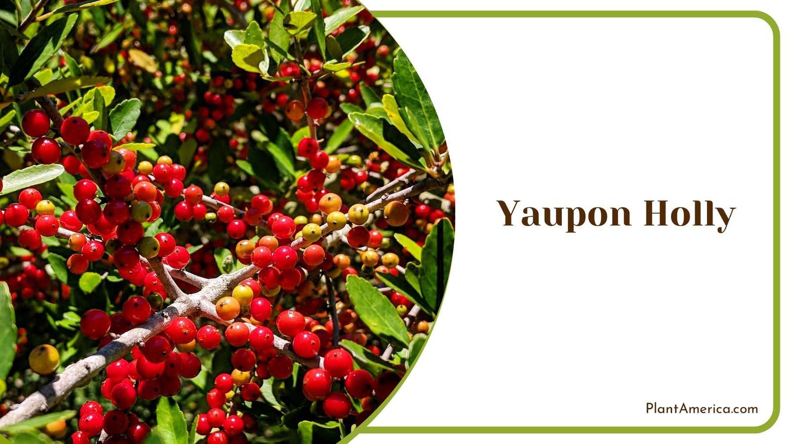 Yaupon Holly Evergreen Tree Plant America