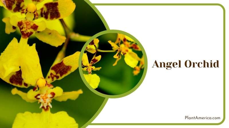 Yellow Angel Orchid Flowers Plant America