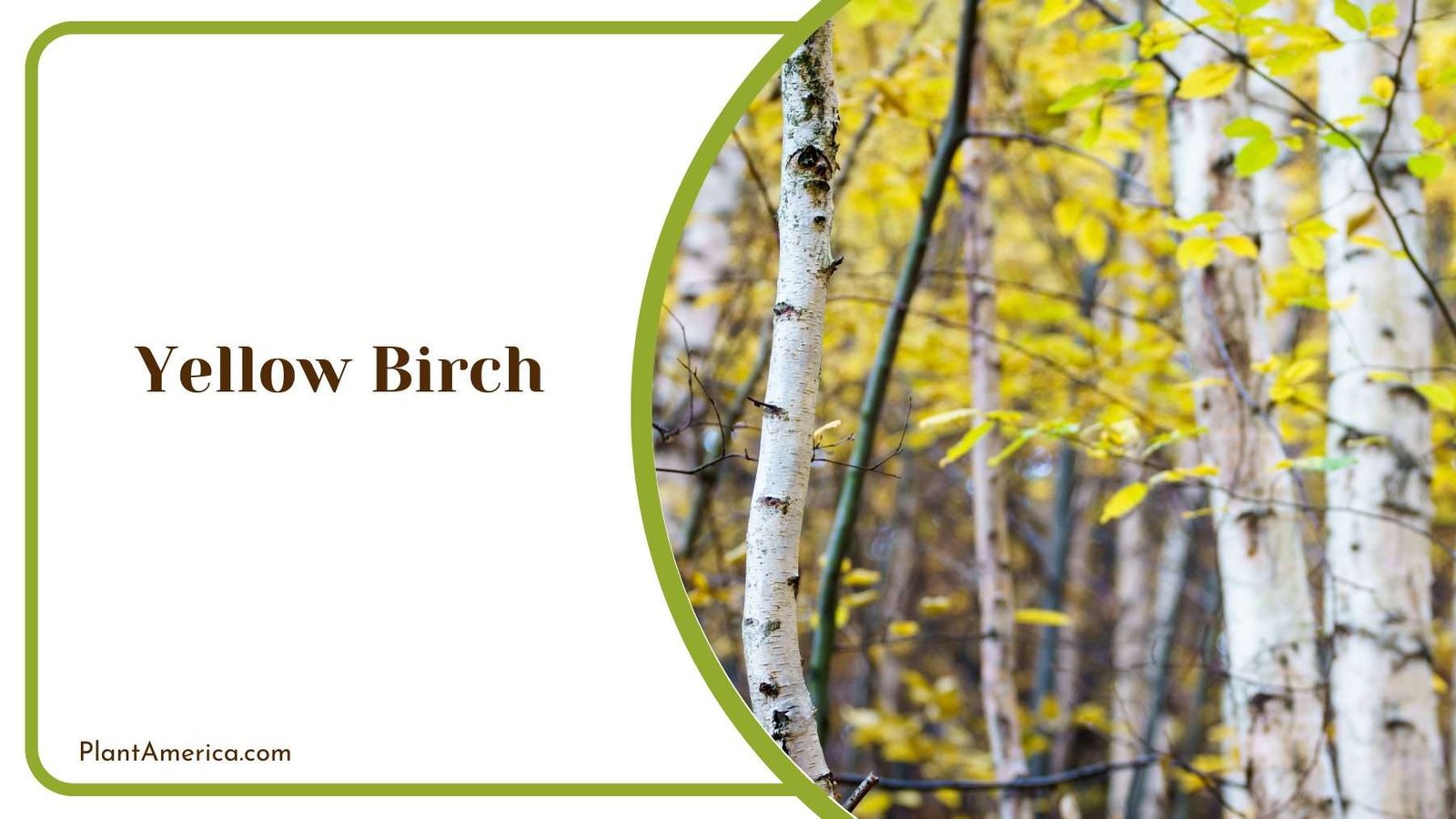 Yellow Birch Tree Plant America