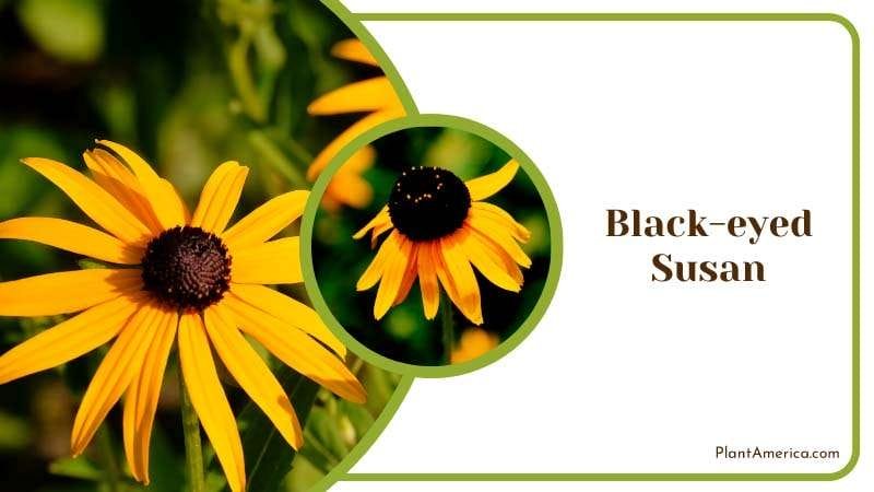 Yellow Black eyed Susan Flower Plant America