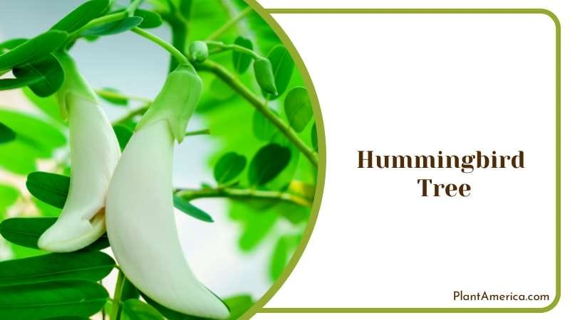 Yellow Bladderwort Baffles Plant America