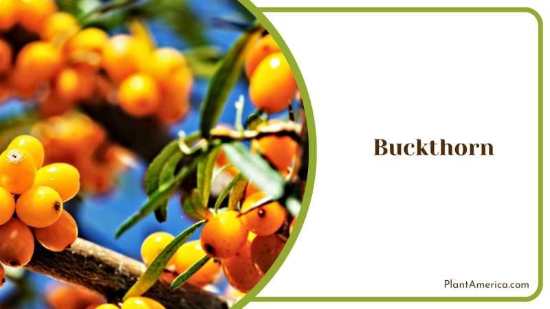Yellow Buckthorn On Branch Plant America