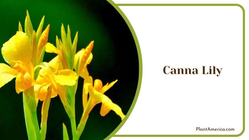Yellow Canna Lily Plant America