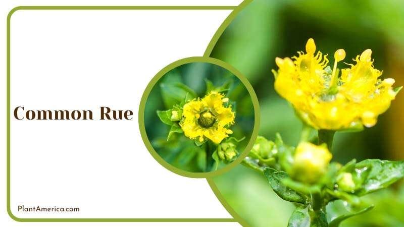 Yellow Common Rue Flowers PlantAmerica