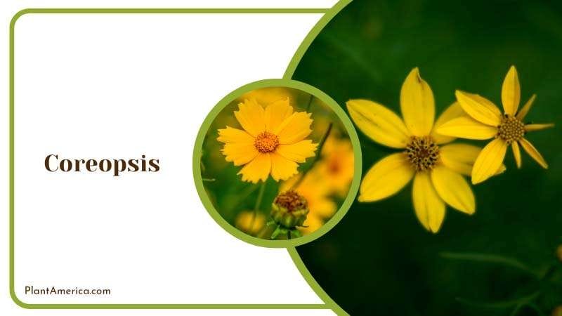 Yellow Coreopsis Flowers Plant America