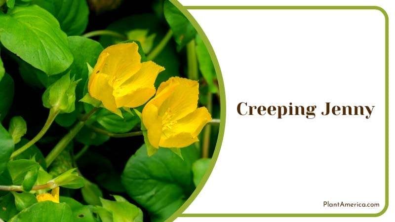 Yellow Creeping Jenny Flowers Plant America