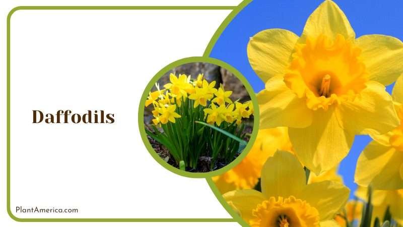 Yellow Daffodils in the Garden Plant America