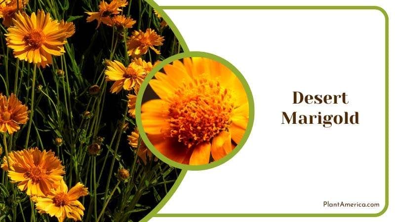 Yellow Desert Marigold Flower Plant America Yellow Desert Marigold Flower Plant America