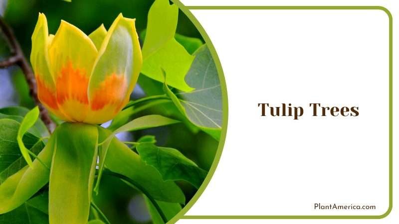 Yellow Flower in a Tulip Tree Plant America