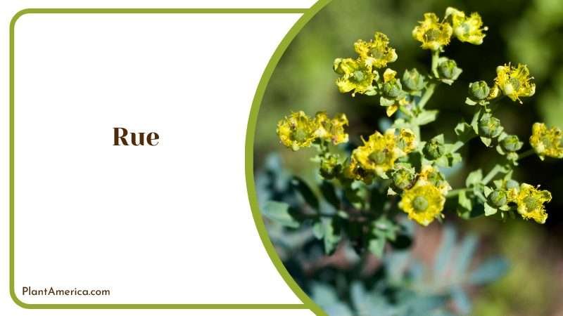 Yellow Flowers in Rue Plants Plant America