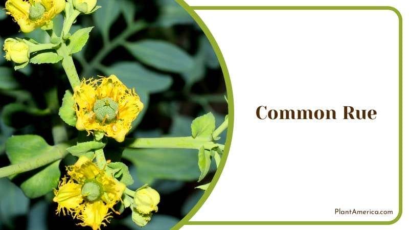Yellow Flowers of Common Rue PlantAmerica
