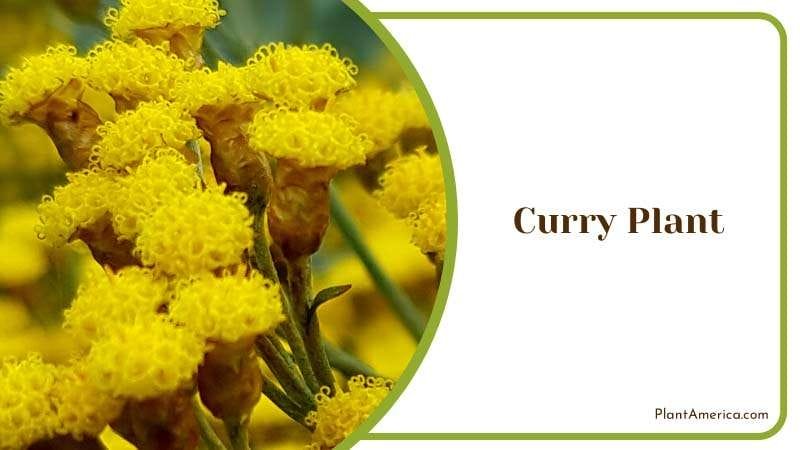 Yellow Flowers of Curry Plant PlantAmerica
