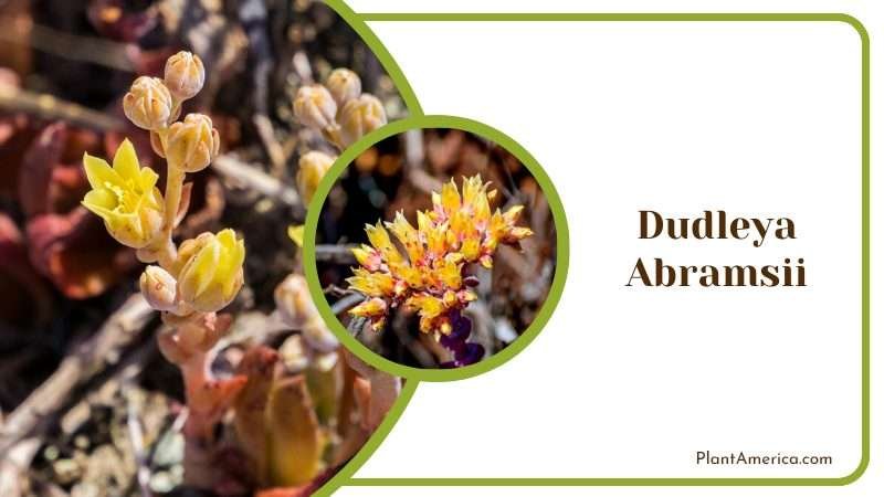 Yellow Flowers of Dudleya Abramsii Plant America