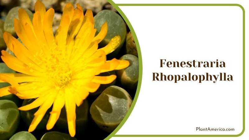 Yellow Flowers of Fenestraria Rhopalophylla Plant America