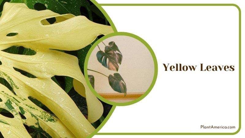 Muhamed Focus on details Image Yellow Leaves