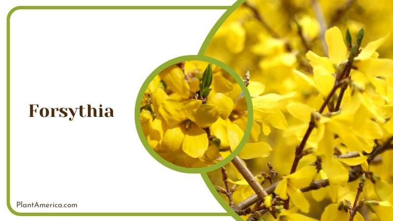 Yellow Forsythia Flowers Plant America