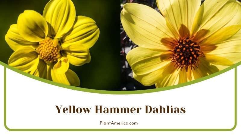 Yellow Hammer Dahlias PlantAmerica
