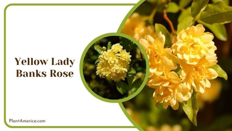 Yellow Lady Banks Rose Plant America