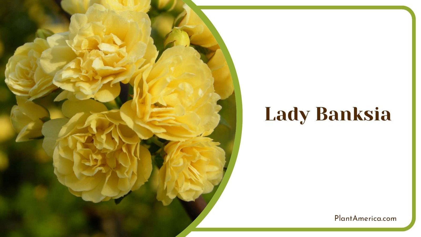 Yellow Lady Banksia Plant America