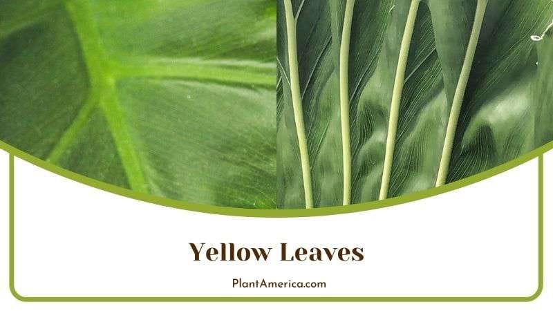 Yellow Leaves of Philodendron Selloum PlantAmerica