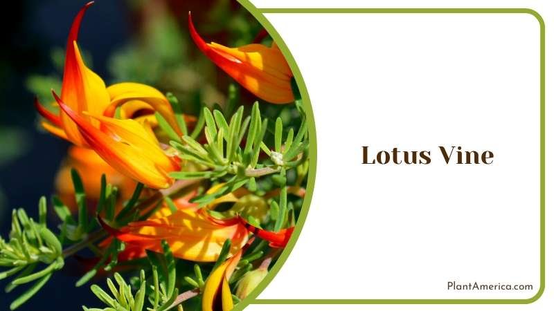 Yellow Lotus Vine Blooms Plant America
