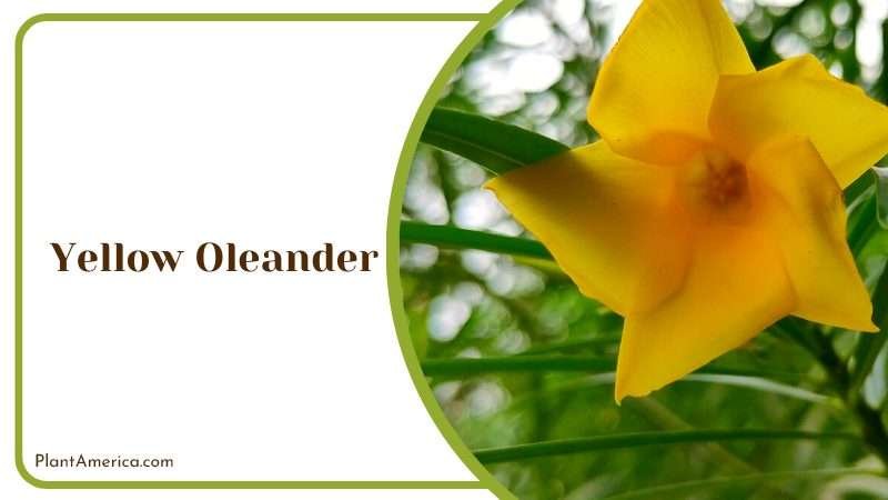 Yellow Oleander Shrubs PlantAmerica