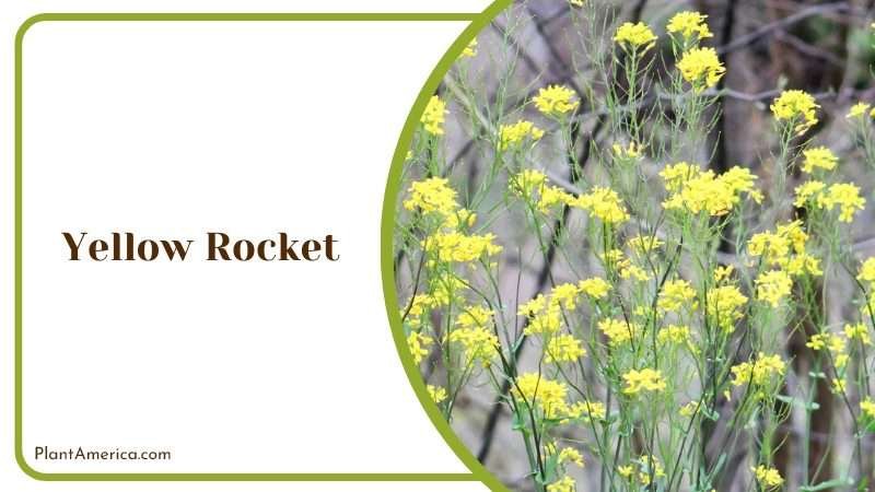 Yellow Rocket Perennial Plant America