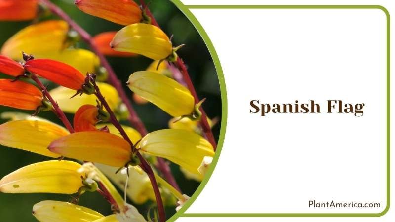 Yellow Spanish Flag Flowers Plant America Yellow Spanish Flag Flowers Plant America