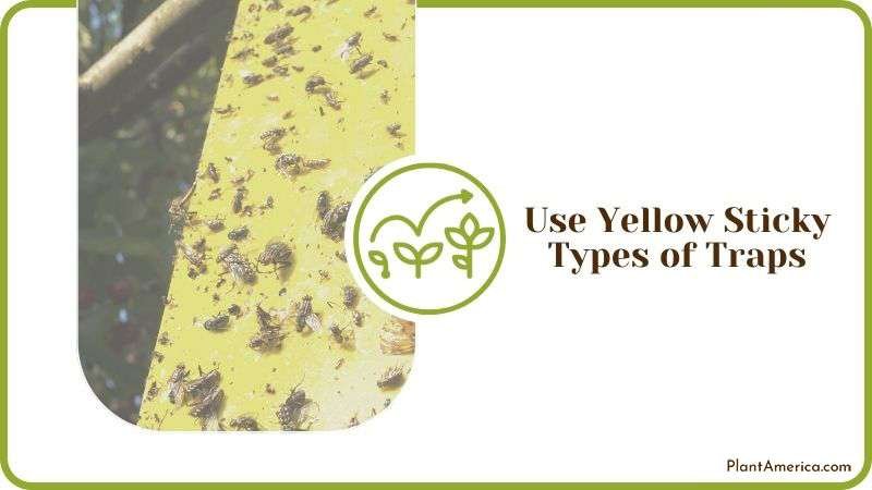 Yellow Sticky Traps for Fruit Flies Plant America Yellow Sticky Traps for Fruit Flies Plant America
