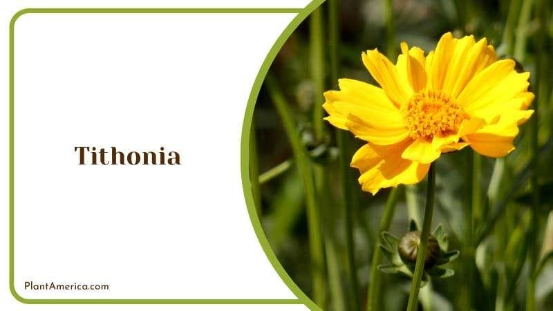 Yellow Tithonia Flower in a Garden Plant America