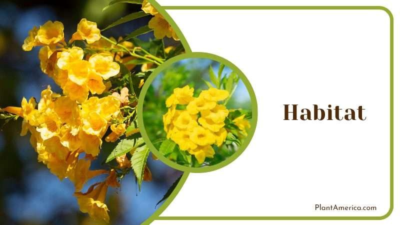 Yellow Trumpet Native in Africa