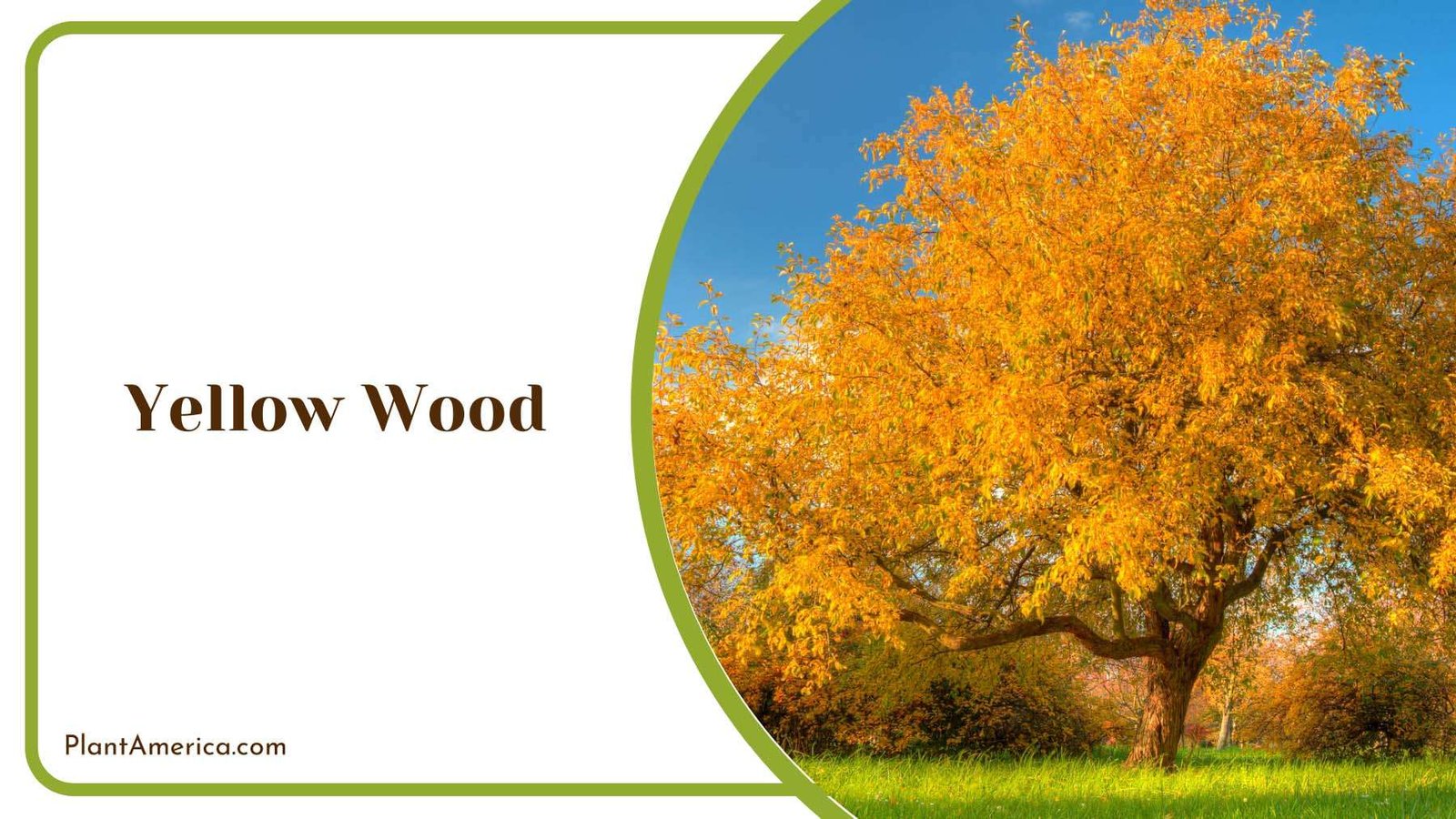 Yellow Wood Blooming Plant America