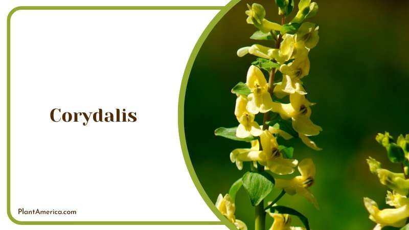 Yellow and Violet Flowers Plant America