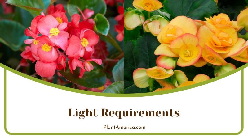 Yellow flowers Begonia ~ PlantAmerica Yellow flowers Begonia ~ PlantAmerica