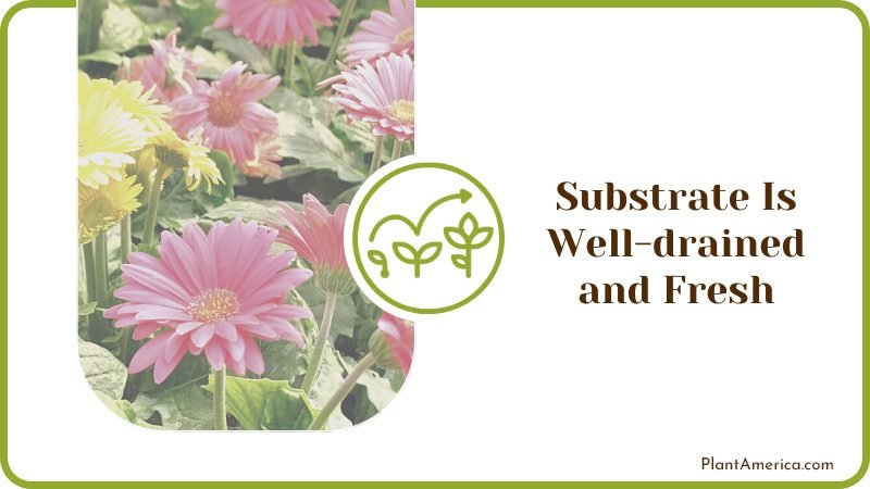 Yellow gerbera flower Plant America