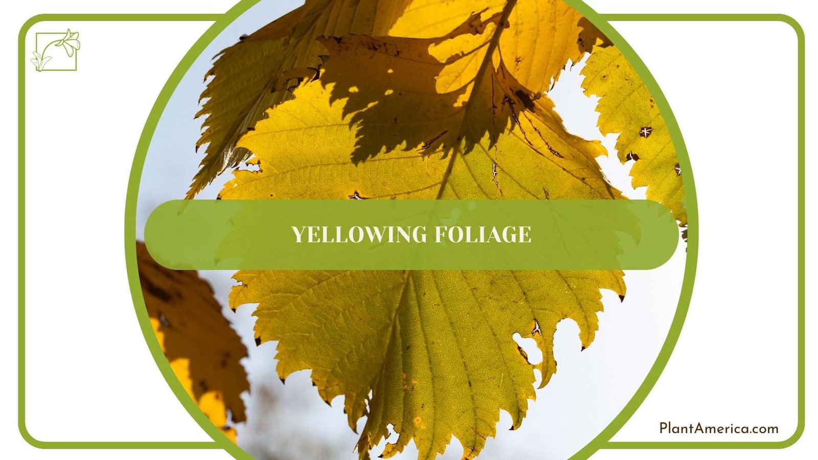 Yellowing Foliage of Dieffenbachia PlantAmerica Yellowing Foliage of Dieffenbachia PlantAmerica