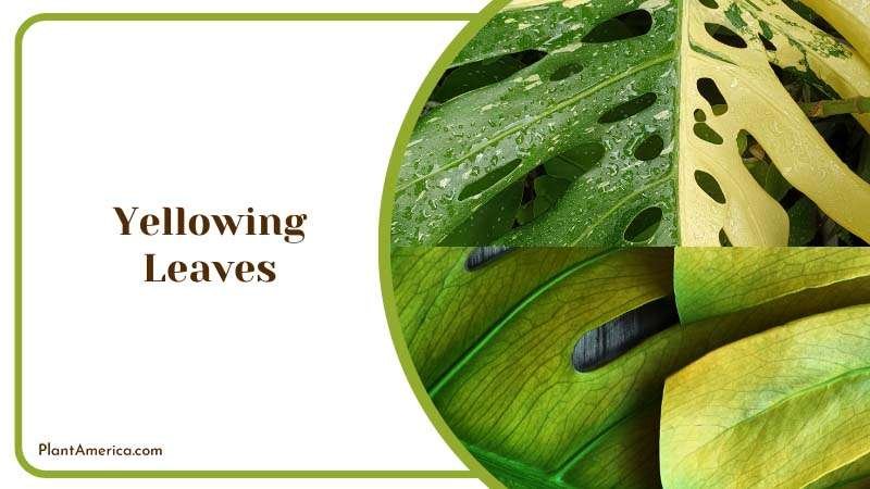 Sujon More Plants/Collage Image Yellowing Leaves of Monstera