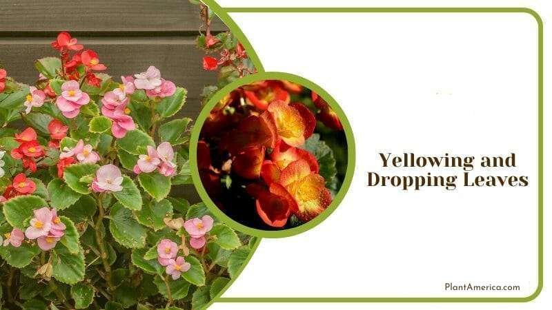 Yellowing and Dropping Leaves ~ Plant America