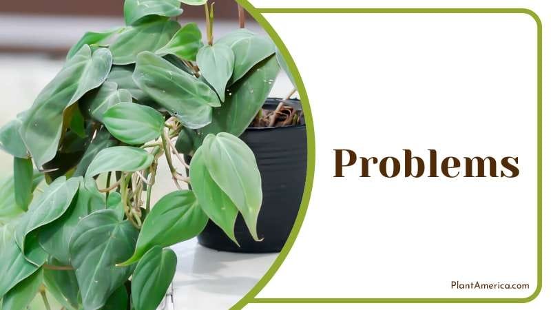 Yellowing leaves on Philodendron Micans PlantAmerica