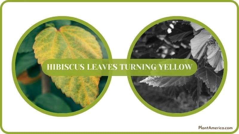 Yellowish Hibiscus Leaves Details Plant America