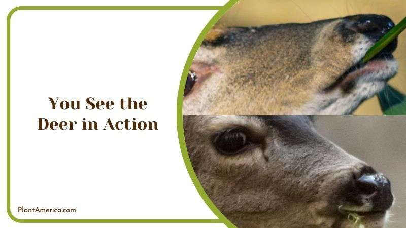 You See the Deer in Action Plant America