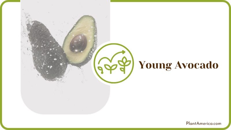Young Avocado Care PlantAmerica