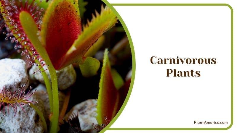 Young Carnivorous plants PlantAmerica